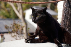 京都の猫ークロ