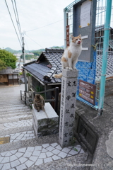 坂の上の猫