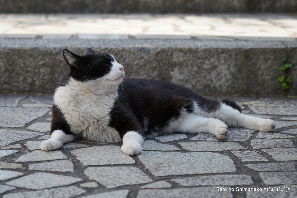 坂の上の猫