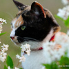 三毛猫の表情