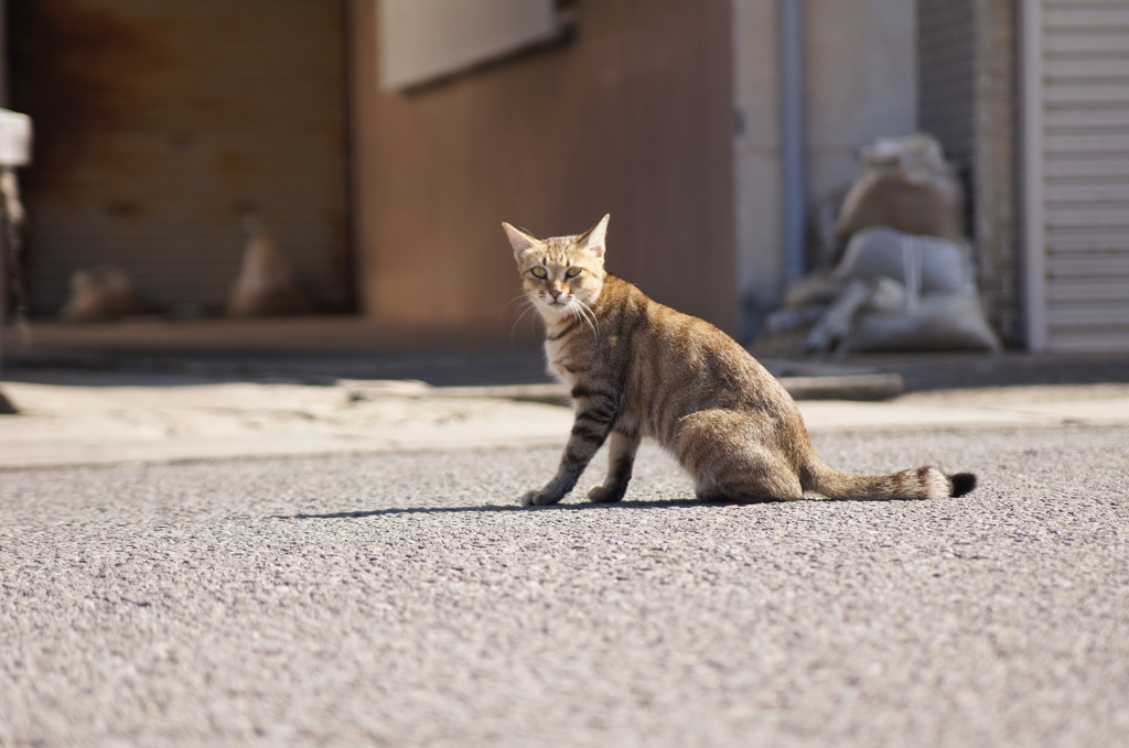 瀬戸内海‐粟島　猫