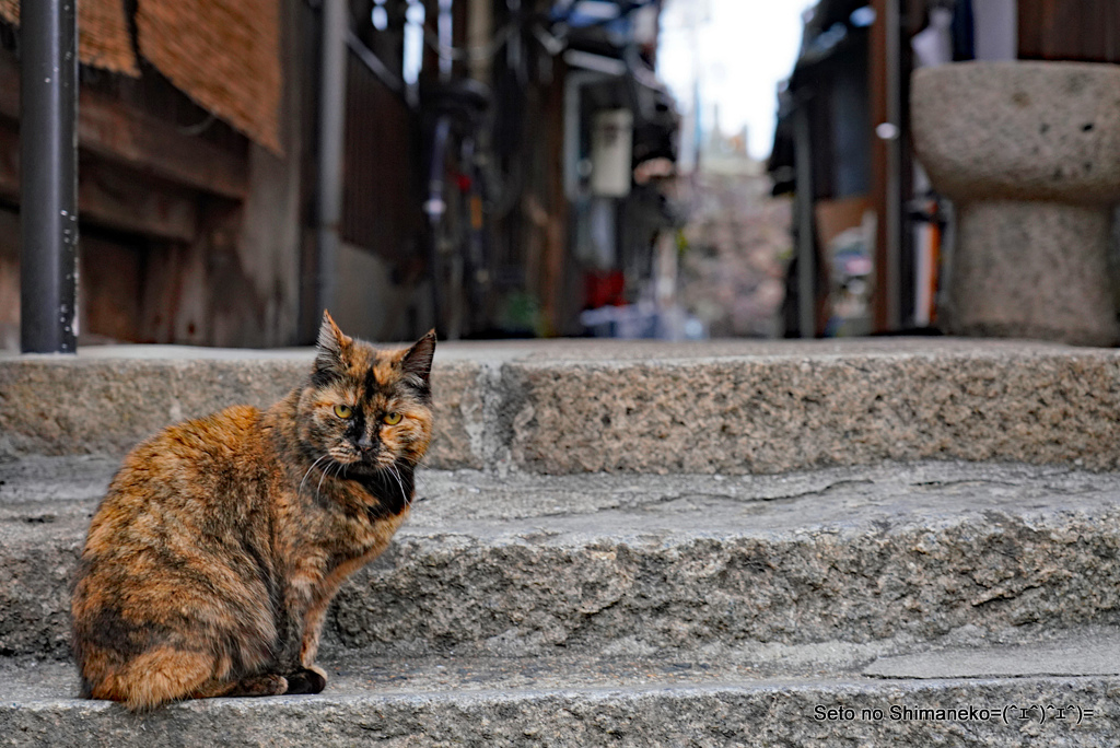 坂道の猫　サビ