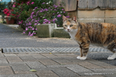 島の猫