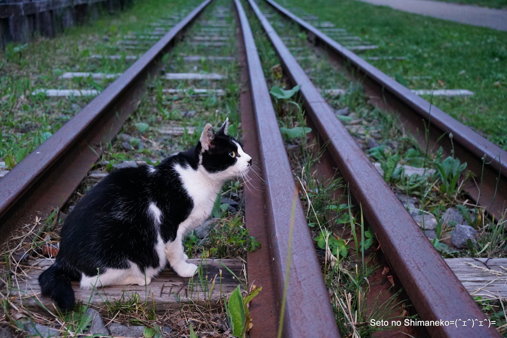 猫と線路