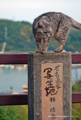 尾道　坂道の猫