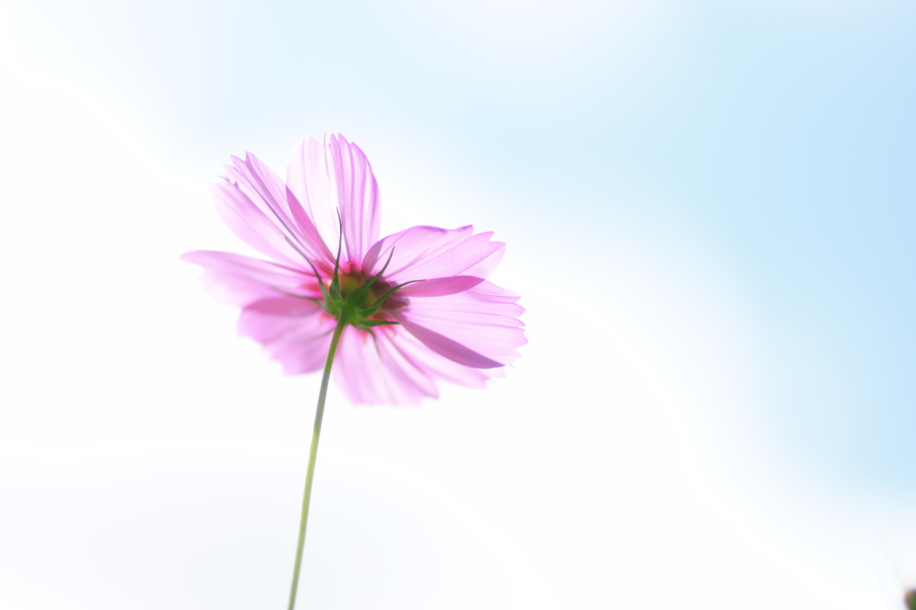 秋桜042