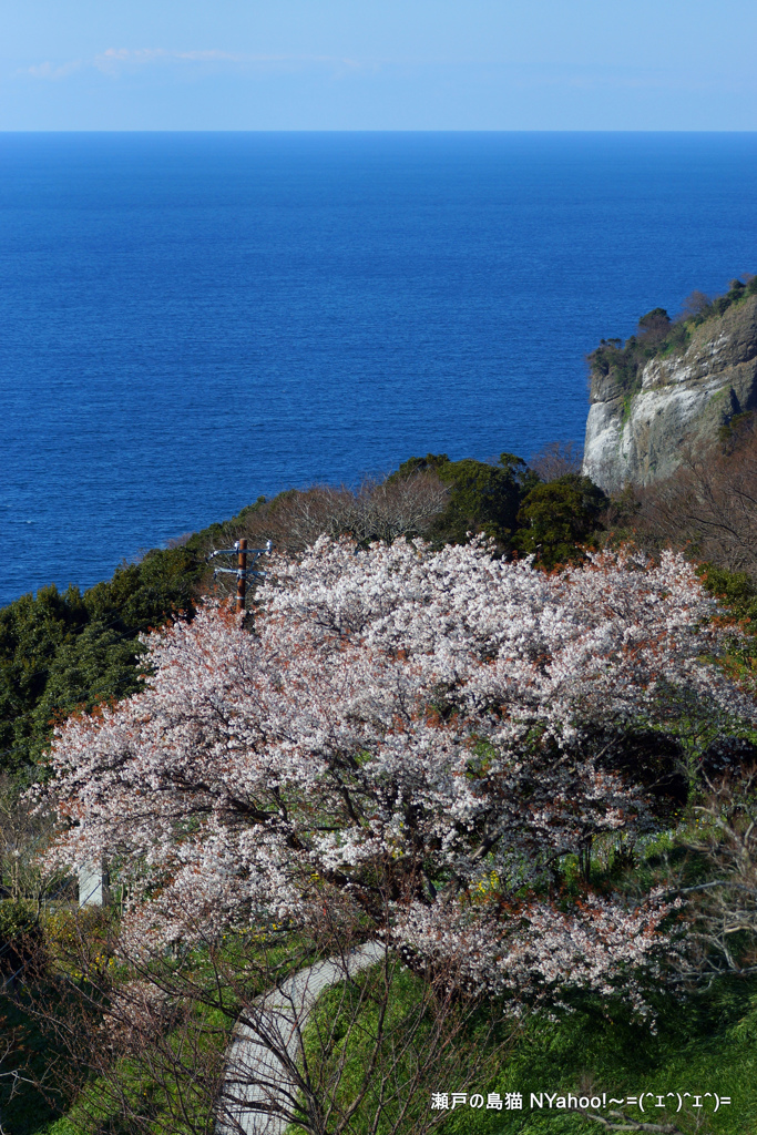越前岬の桜