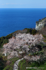 越前岬の桜