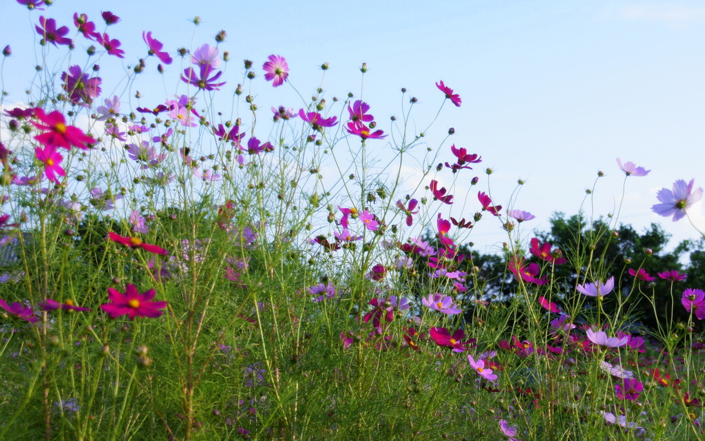 ぶいぶいガーデンで