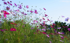 ぶいぶいガーデンで