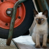 岩黒島　ねこ