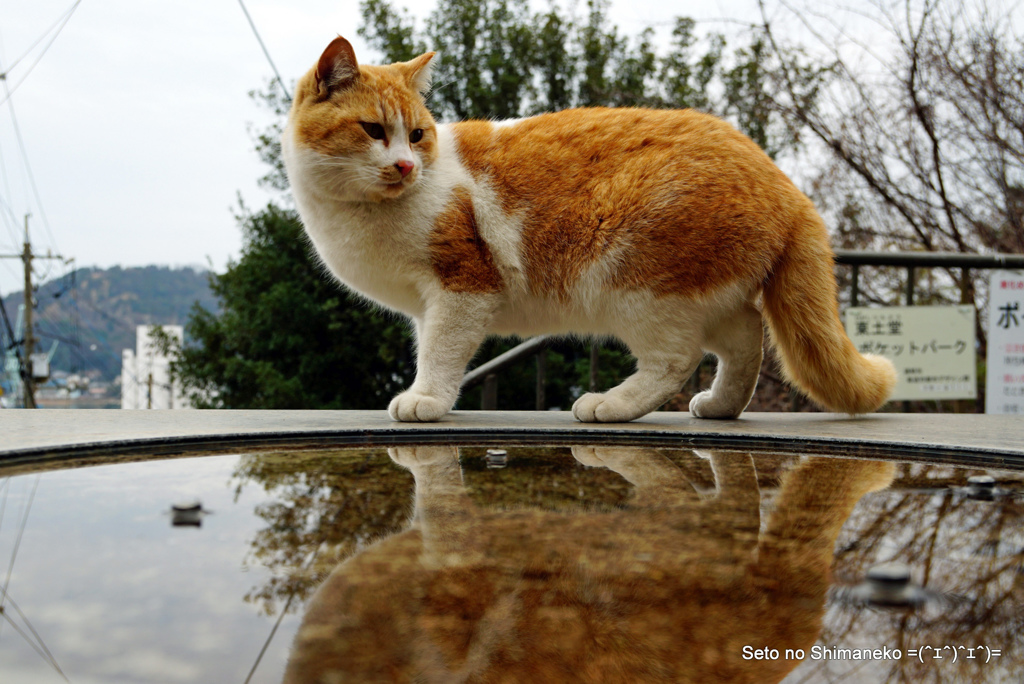 坂道の猫