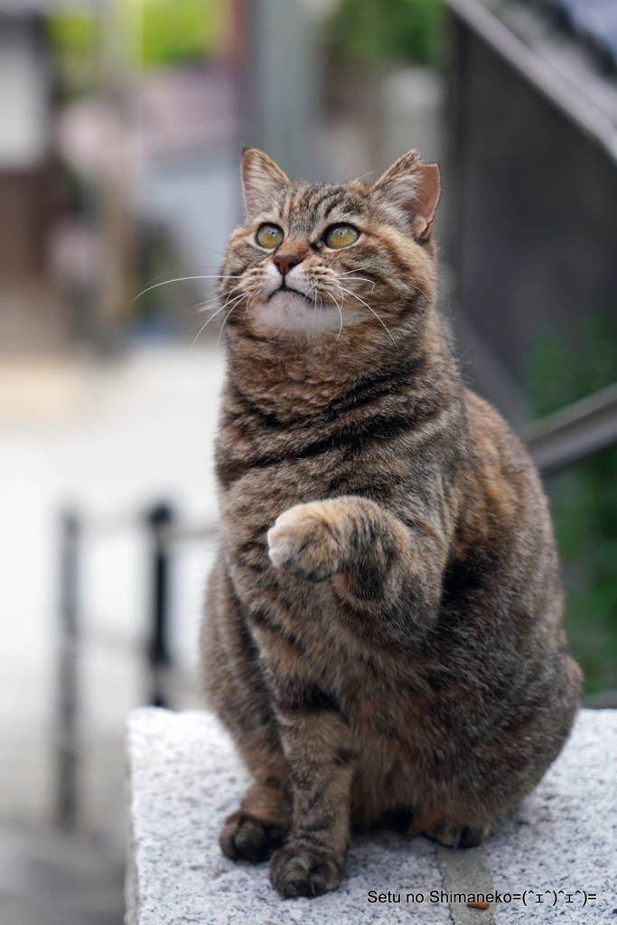 坂の上のニャン