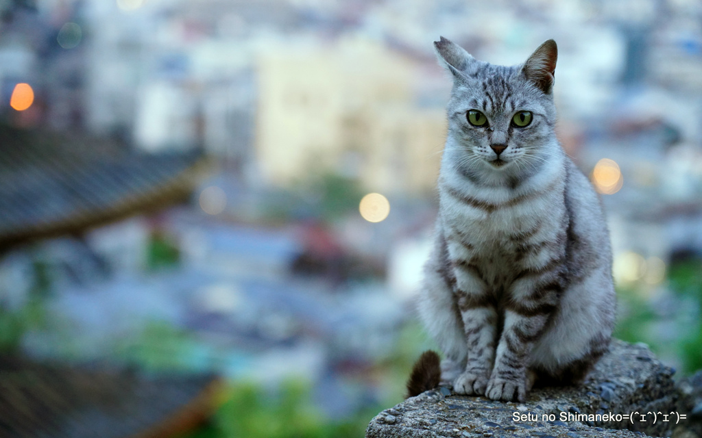 坂道の猫