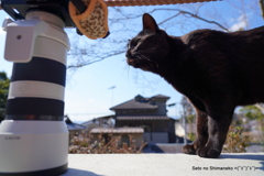 京都の猫ークロ