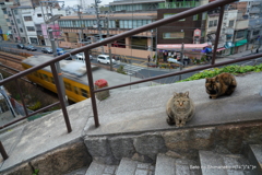 坂道の猫