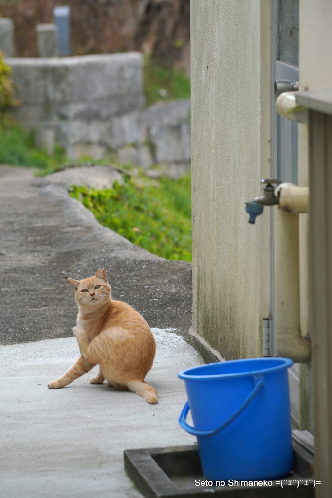 坂道の猫　尾道ニャン