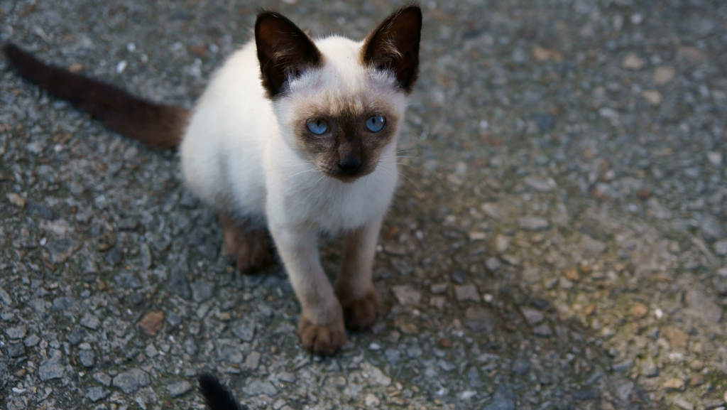 岩黒島　ねこ