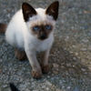 岩黒島　ねこ