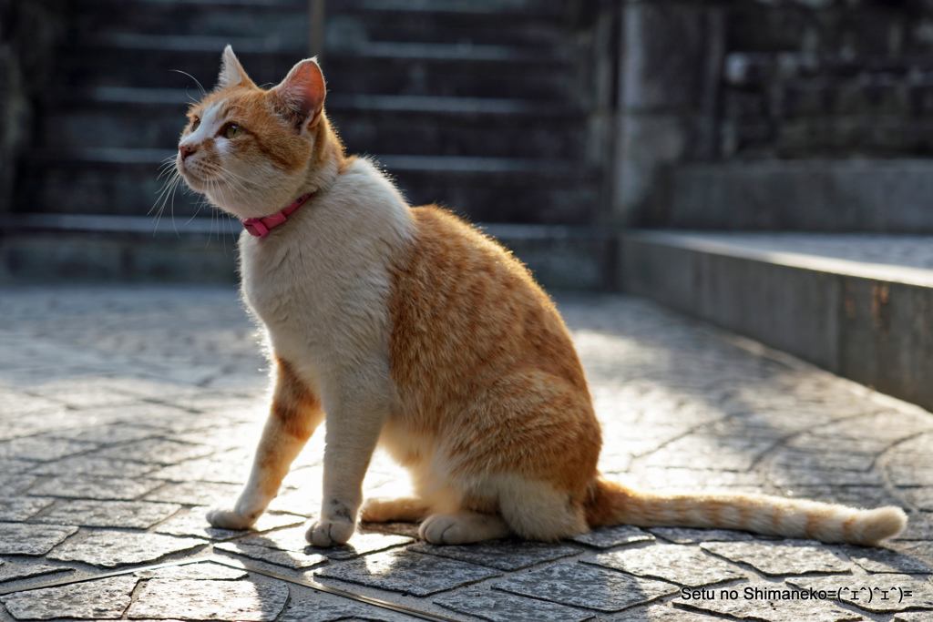 尾道・坂道の猫