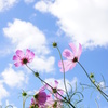 秋桜314