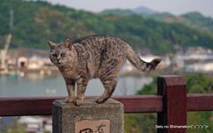 尾道・坂道の猫