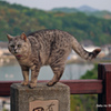 尾道・坂道の猫