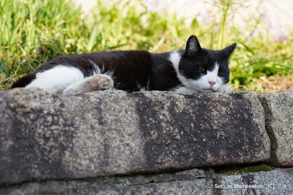 坂の上の猫