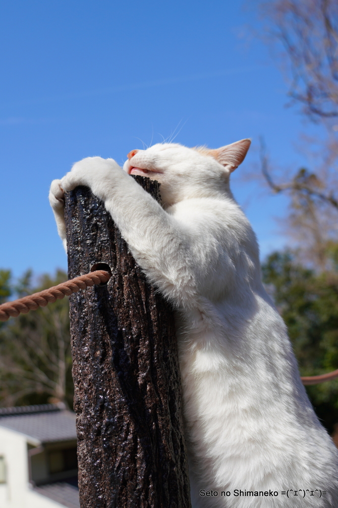 京都の猫-がっちり！-