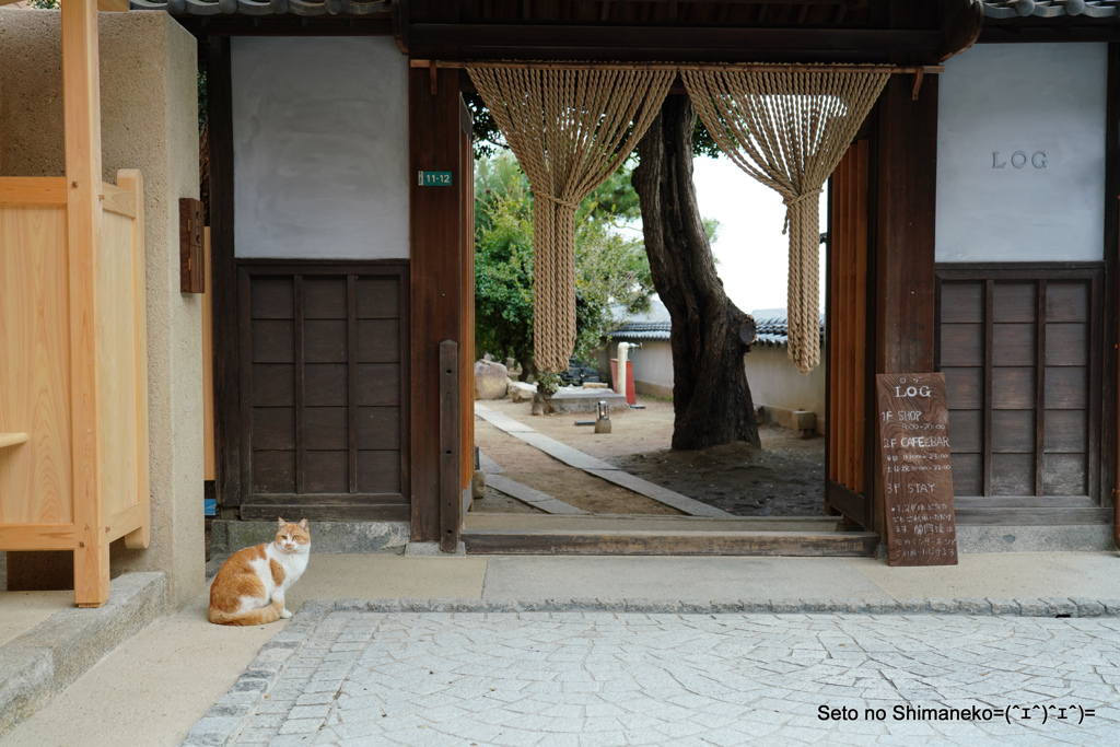 坂道の猫