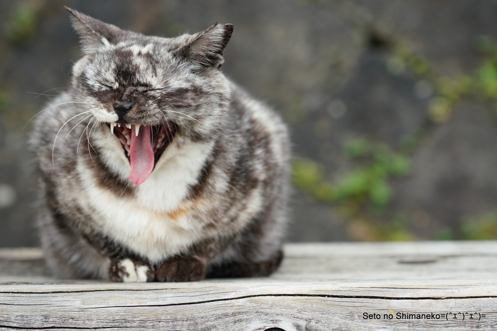 坂道の猫　サビマーブル