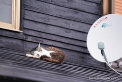パラボラ猫