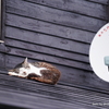 パラボラ猫