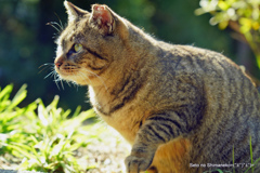 京都の猫　キジトラ