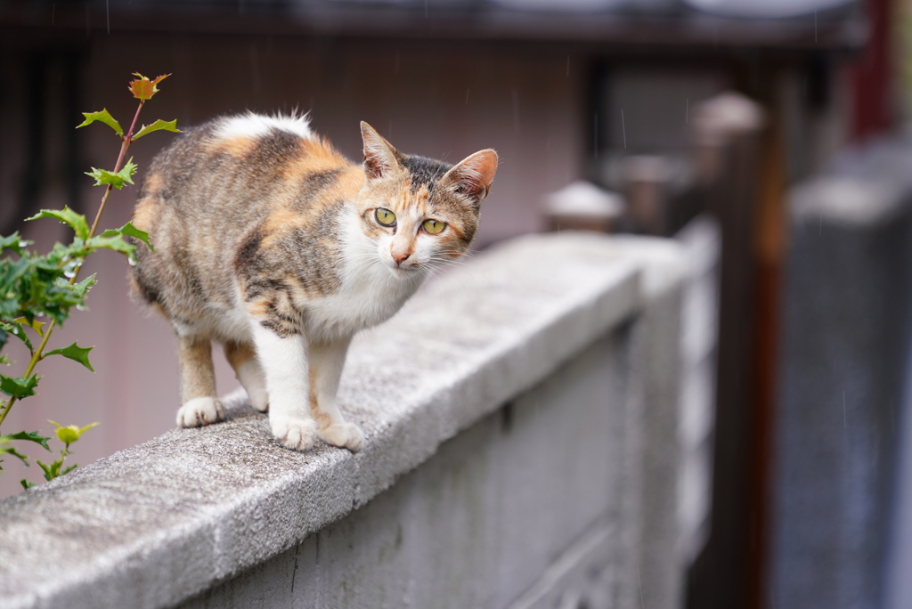 雨の日の島猫