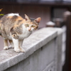 雨の日の島猫