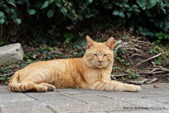 島の猫