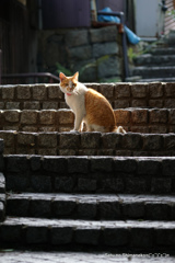 尾道の猫