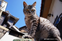 瀬戸の島猫