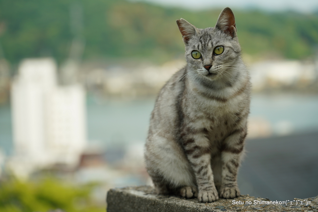 坂道の猫