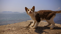 佐柳島猫