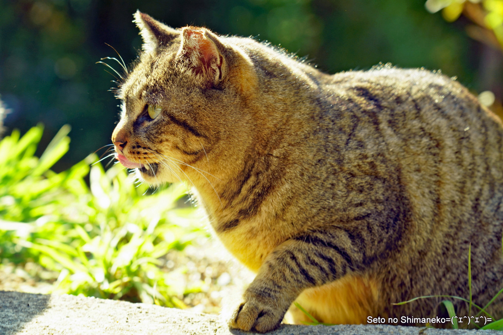 京都の猫　キジトラ