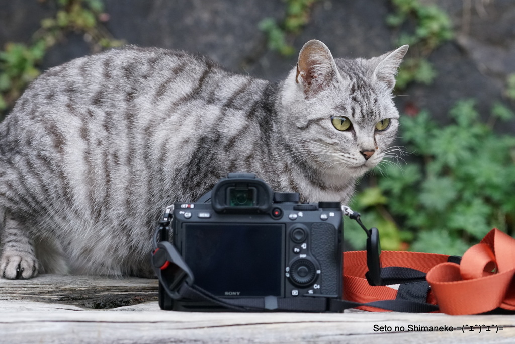 坂道の猫　サバトラ