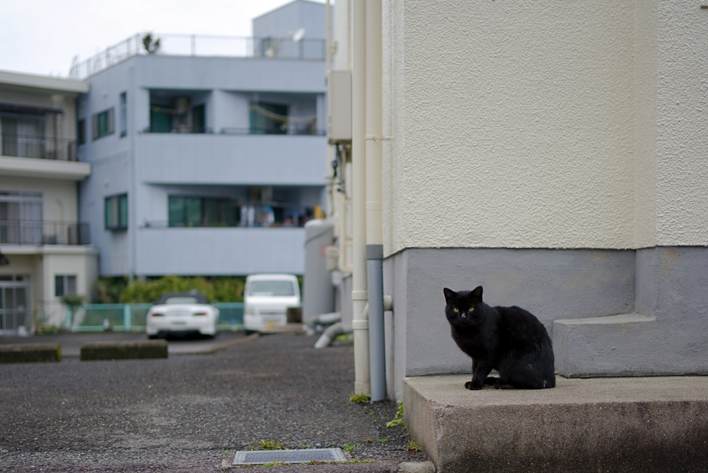 ご近所猫