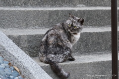 坂道の猫　サビマーブル