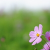 秋桜044