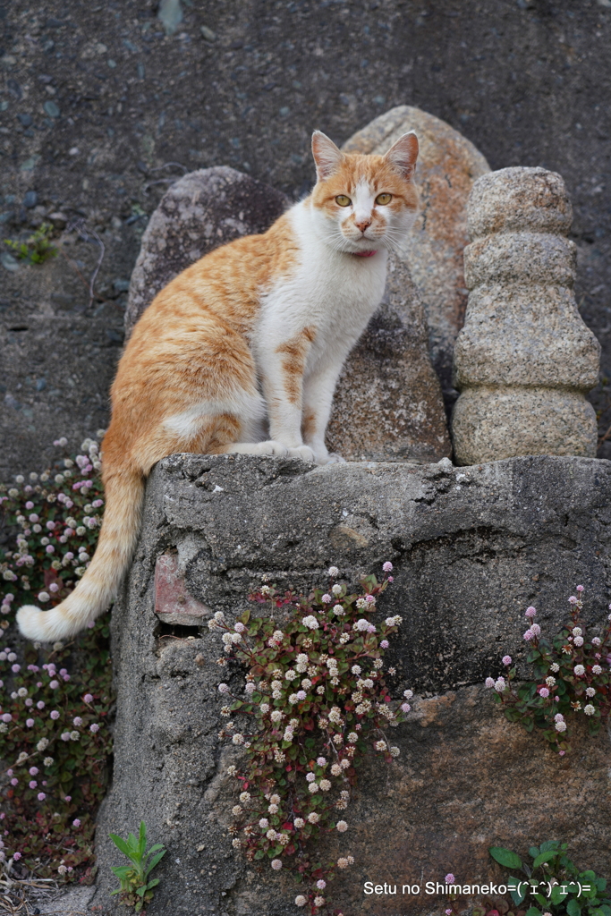 坂道の猫