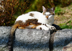 京都の猫