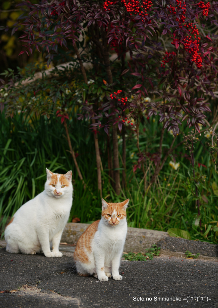 A2-DSC05178