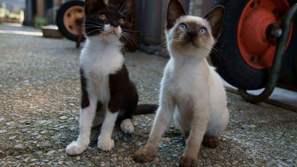 岩黒島ねこ